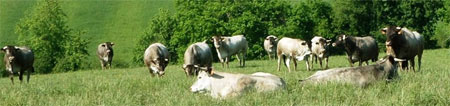 Bazadais Cattle