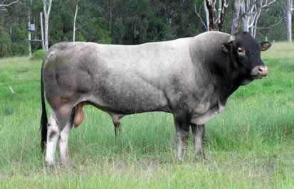 Bazadais Cattle