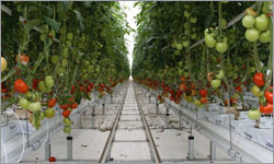 Pollinating robot looking to shake up $900m greenhouse tomato industry